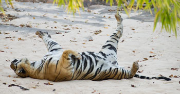 tiger